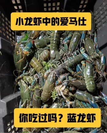 蓝龙虾供不应求